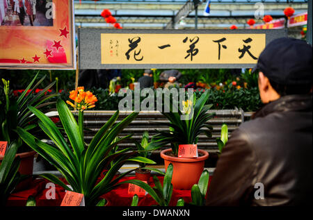 Changchun, la Cina della provincia di Jilin. 5 Mar 2014. Un visitatore guarda clivia presentato durante il primo Cina (Changchun) Flower Expo in Changchun, capitale del nord-est della Cina di provincia di Jilin, 5 marzo 2014. Otto giorni di expo ha dato dei calci a fuori il mercoledì. © Xu Chang/Xinhua/Alamy Live News Foto Stock