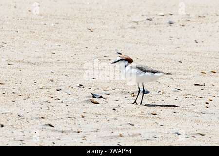 Maschio, rosso-capped o dotterel, Charadrius ruficapillus, Scamander, Tasmania, Australia Foto Stock