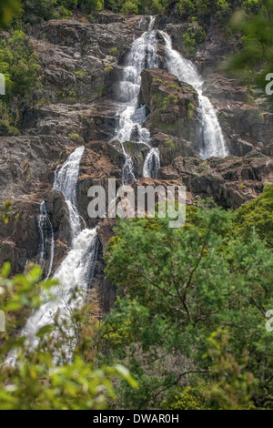 Cascate di St Columba, vicino a St Helen's, Tasmania, Australia Foto Stock