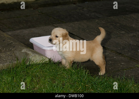 Holly, Yorkbeach Golden Sea Holly, 5 settimane vecchio golden retriever cucciolo femmina sul patio dalla benna di rosa che raccoglie acqua di pioggia Foto Stock