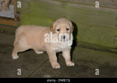 Maggie, Yorkbeach Golden Sea Campo, 5 settimane vecchio golden retriever cucciolo femmina canile esterno nel giardino sul retro del costitutore della casa Foto Stock