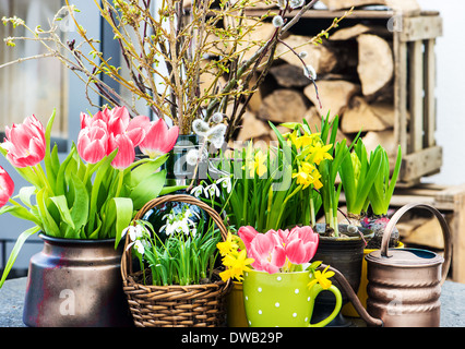 Interni decorazione di pasqua con fiori di primavera. tulipani, bucaneve e fioriture di narciso Foto Stock