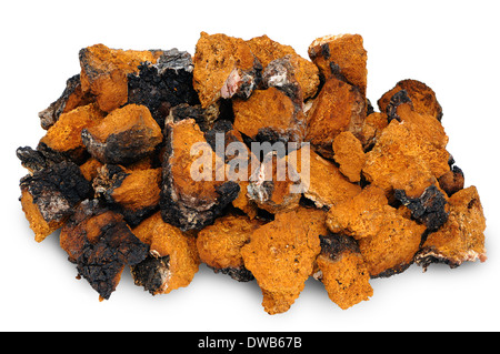 Chaga - fungo di betulla. Tritate fette essiccato su sfondo bianco Foto Stock