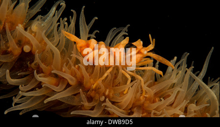 Gamberi di corallo sulla frusta corallo. Foto Stock