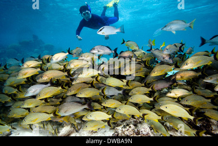 Snorkeler e la scuola di pesce. Foto Stock