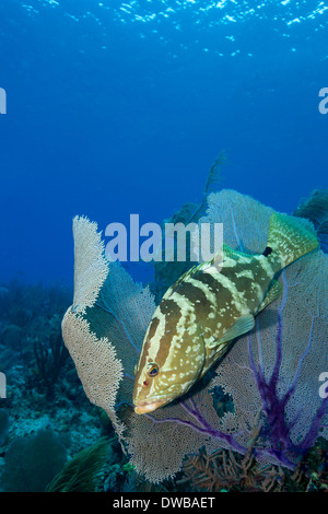 Il raggruppatore nascondendo in mare fan. Foto Stock