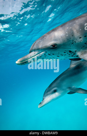 Socievole delfino macchiato. Foto Stock