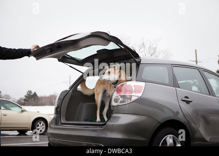 Croce di razza cane alsaziano nel bagagliaio della vettura Foto Stock