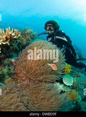 Subacqueo e anemone. Foto Stock