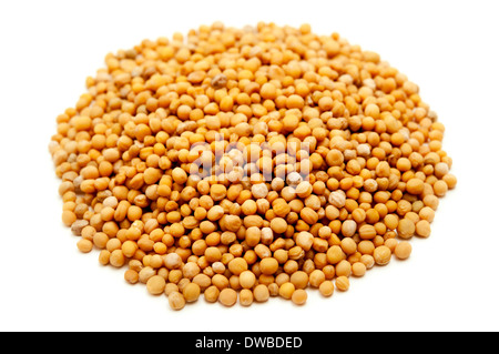 White Semi di senape su sfondo bianco Foto Stock