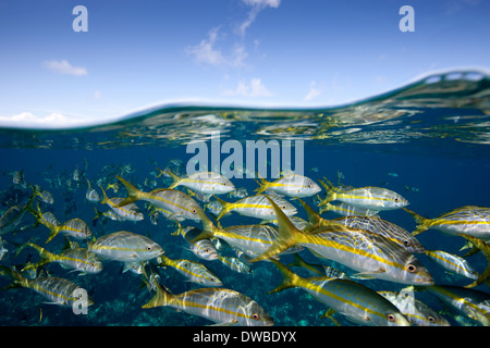 Sfilata di limanda snapper. Foto Stock