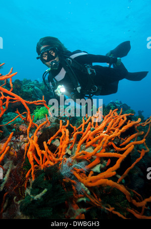 Scuba Diver sulla barriera corallina. Foto Stock