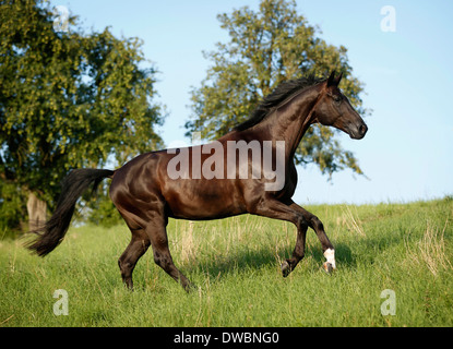 Germania, Oehringen, warmblood Vestfalia Foto Stock