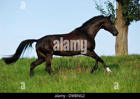 Germania, Oehringen, warmblood Vestfalia Foto Stock