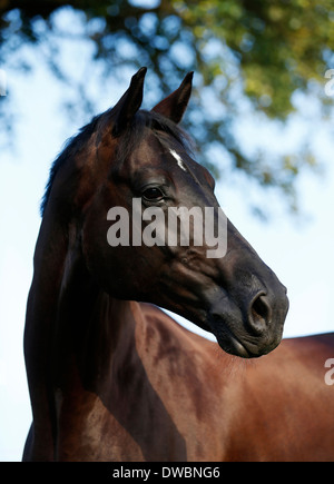 Germania, Oehringen, warmblood Vestfalia Foto Stock