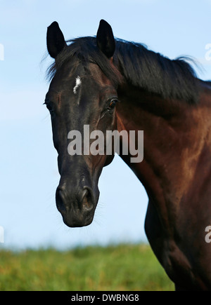 Germania, Oehringen, warmblood Vestfalia Foto Stock