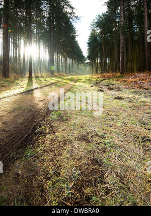 La mattina presto luce getta ombre nella Foresta di Sherwood, Nottinghamshire England Regno Unito Foto Stock