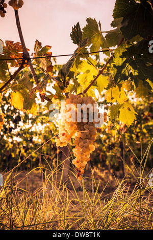 L'uva matura sulla vite al tramonto, la Marche, Italia Foto Stock