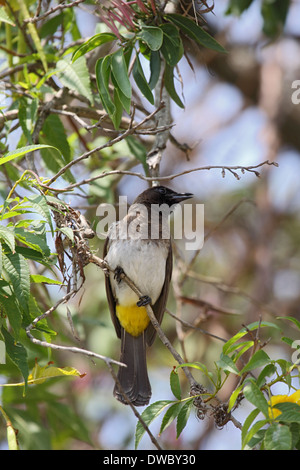 Bulbul comune in Uganda Foto Stock