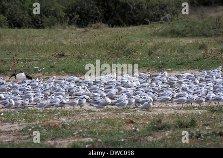 Bianco-winged tern gregge in Uganda Foto Stock