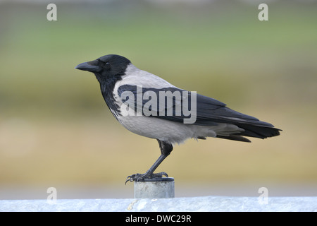 Cornacchia Mantellata Corvus cornix Foto Stock