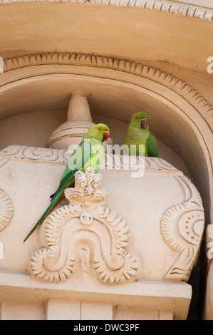 India del Sud , il Tamil Nadu , Kanchipuram , 6 del sesto secolo Sri Kanchi Kailasanthar indù tempio di Shiva Indian ringneck parrot Foto Stock