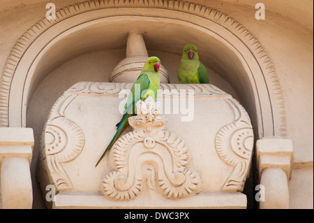 India del Sud , il Tamil Nadu , Kanchipuram , 6 del sesto secolo Sri Kanchi Kailasanthar indù tempio di Shiva Indian ringneck parrot Foto Stock