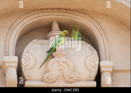 India del Sud , il Tamil Nadu , Kanchipuram , 6 del sesto secolo Sri Kanchi Kailasanthar indù tempio di Shiva Indian ringneck parrot Foto Stock