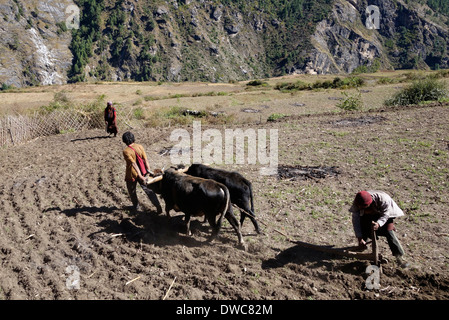 Villaggi con i buoi e gli strumenti a mano per arare un campo in Prok, Nepal. Foto Stock