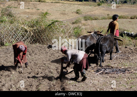 Villaggi con i buoi e gli strumenti a mano per arare un campo in Prok, Nepal. Foto Stock