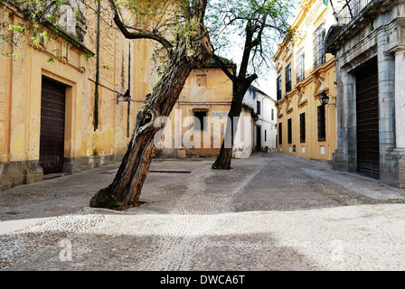 Piazza del Cardinale Salazar nel cuore del quartiere ebraico, Cordoba. Andalusia. Spagna. Foto Stock