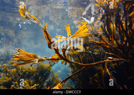 Kelp, Fucus vesiculosus Foto Stock