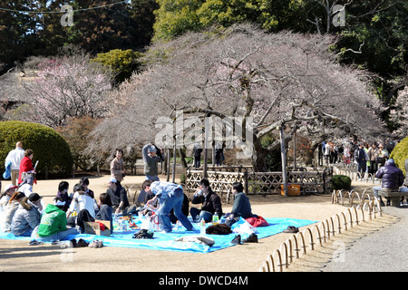 Hanami picnic, tradizionale picnic sotto la fioritura dei ciliegi (Sakura) - Tokyo Giappone Foto Stock