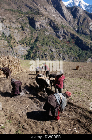 Villaggi con i buoi e gli strumenti a mano per arare un campo in Prok, Nepal. Foto Stock