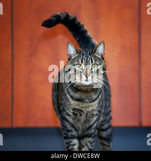 Chiusura del gatto domestico con sgombri tabby pattern in casa Foto Stock