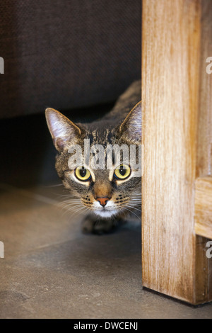 Timido ma curioso domestico gatto tabby spiata da dietro i mobili nel salotto di casa Foto Stock