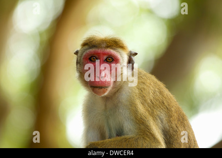 Ritratto di un avviso scimmia macaco, Yala National Park, Sri Lanka, Asia Foto Stock