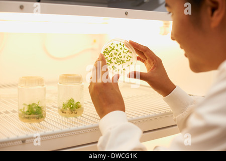 Donna scienziato esaminando impianto campione nella scatola di Petri Foto Stock