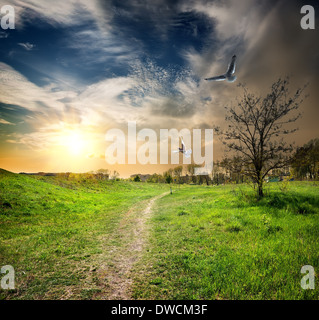 Strada di campagna e di uccelli nel crepuscolo del giorno Foto Stock