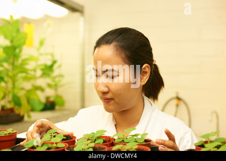 Donna scienziato monitoraggio campioni vegetali in laboratorio Foto Stock