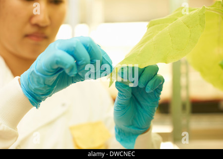 Donna scienziato tenuto impianto campione in laboratorio Foto Stock