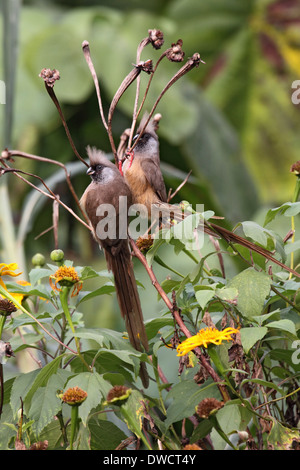 Chiazzato mousebirds in Uganda Foto Stock