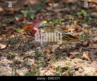 Giallo-backed tessitore uccello femmina in Uganda Foto Stock