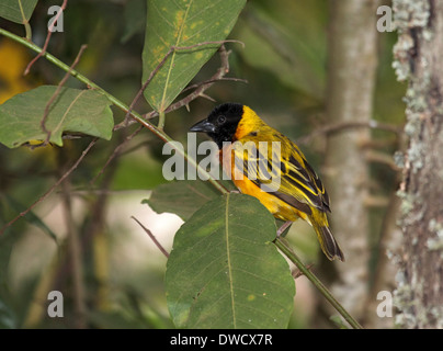 Giallo-backed weaver bird in Uganda Foto Stock