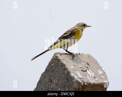 Wagtail giallo sul post mentre sulla migrazione in Uganda Foto Stock