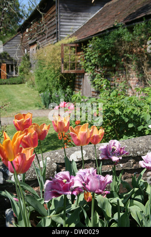 I tulipani accanto al Barn convertito Foto Stock