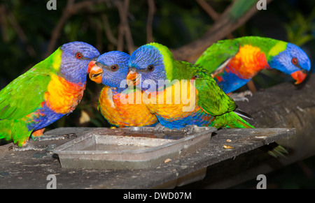 Comune pappagallo nativa la lorikeet, spesso tenuti come animali domestici, rumorosi e sfrontato Foto Stock