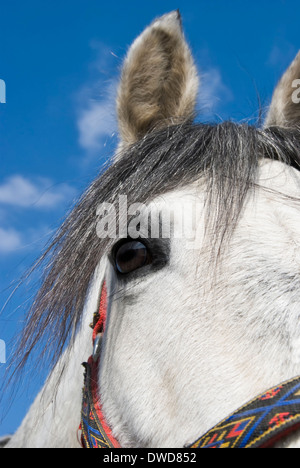 Close-up di un bianco della testa di cavallo, evidenziando un sale e pepe ciuffo colorato e un occhio marrone. Foto Stock