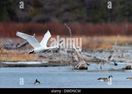 Trumpeter o Tundra cigni in volo Foto Stock