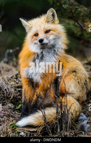 Wild Red Fox, il Parco Nazionale di Jasper Alberta Canada Foto Stock